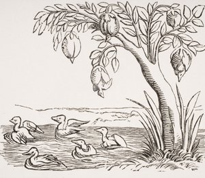 Barnacle Geese，1552年“普遍的宇宙学”中的木刻，来自&39;中世纪和文艺复兴&39;的Paul Lacroix（1806-84），于1847年出版 作者 法语学校
